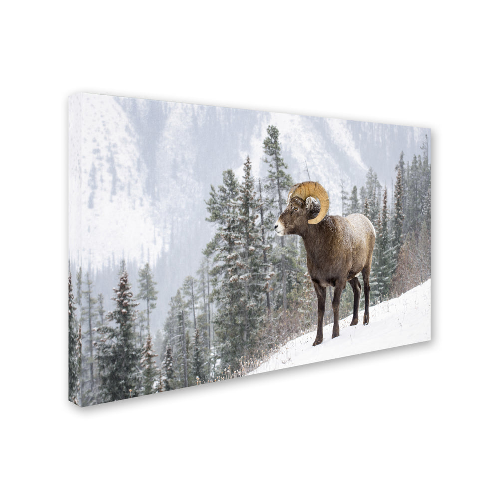 Michael Blanchette Photography Bighorn in Snow Canvas Art 16 x 24 Image 2