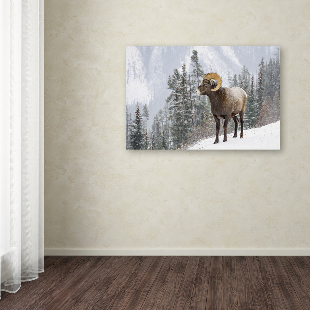 Michael Blanchette Photography Bighorn in Snow Canvas Art 16 x 24 Image 3