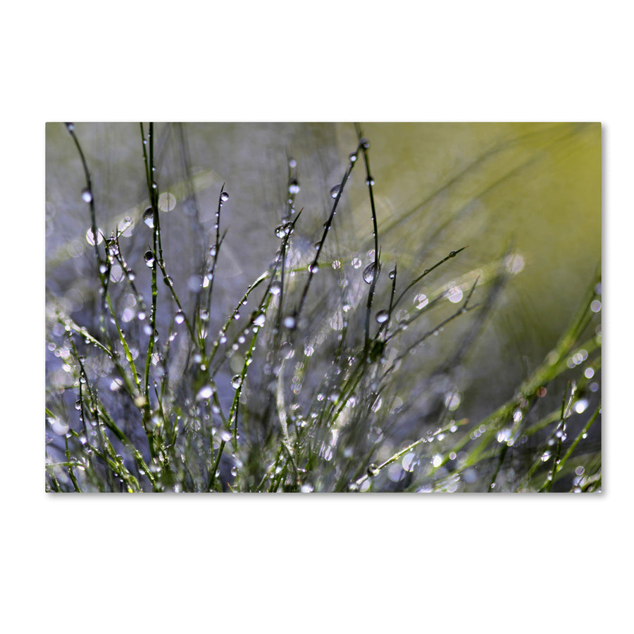 Beata Czyzowska Young Spring Morning Canvas Art 16 x 24 Image 1