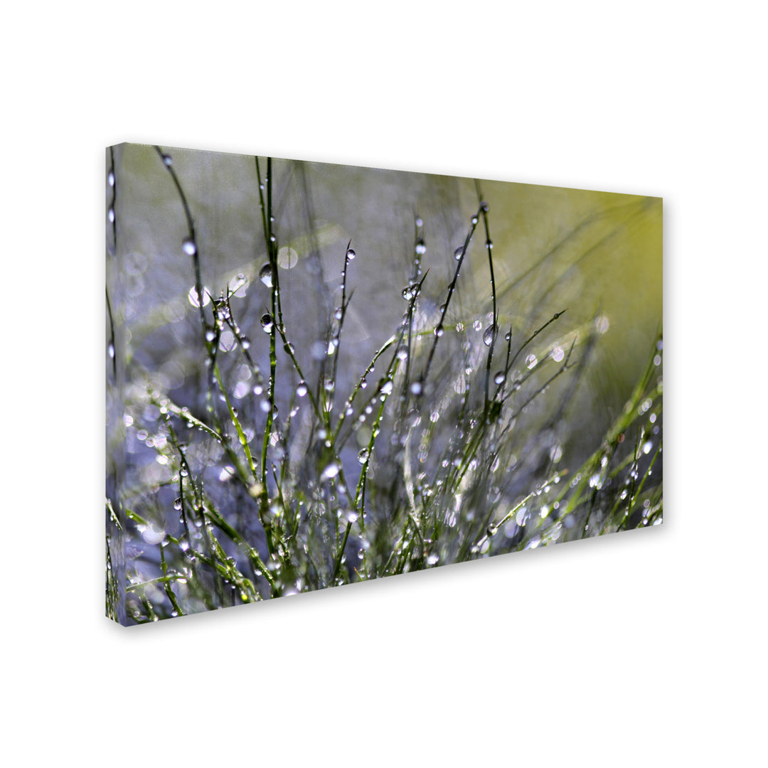 Beata Czyzowska Young Spring Morning Canvas Art 16 x 24 Image 2