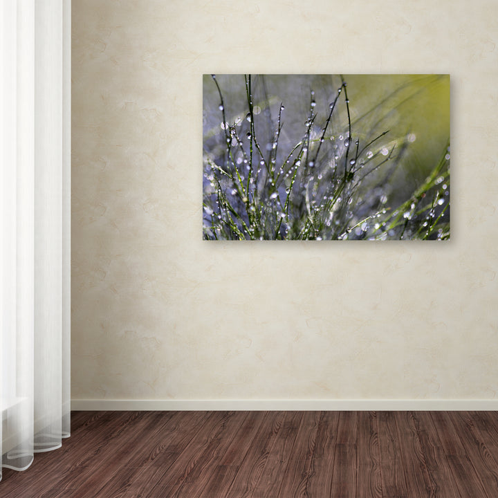 Beata Czyzowska Young Spring Morning Canvas Art 16 x 24 Image 3