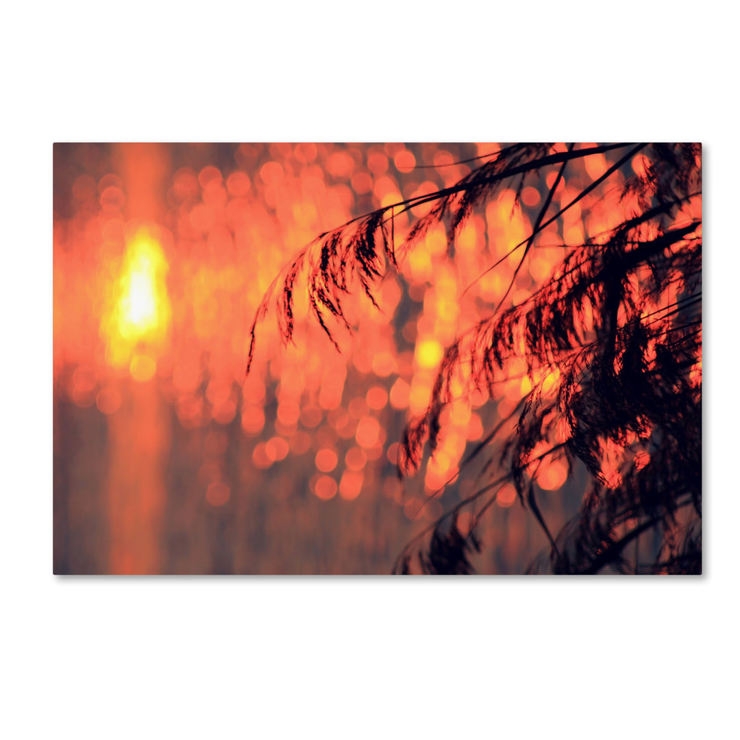 Beata Czyzowska Young Sunset Wishes Canvas Art 16 x 24 Image 1