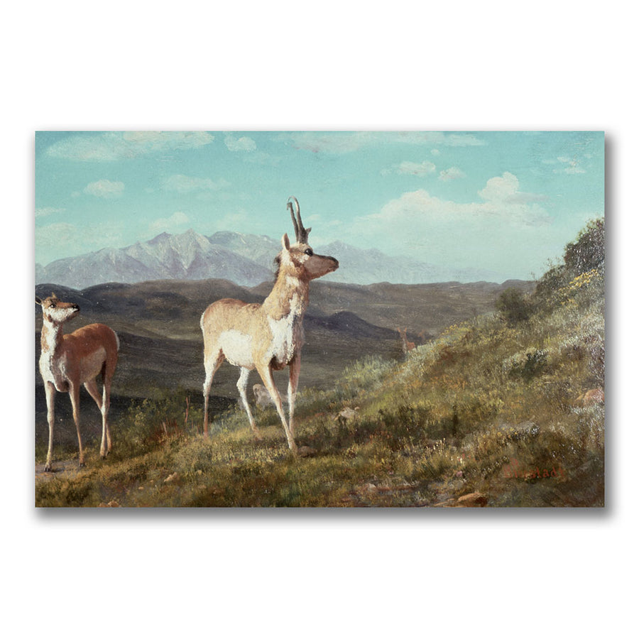 Albert Biersdant Antelope Canvas Art 16 x 24 Image 1