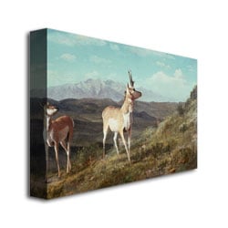 Albert Biersdant Antelope Canvas Art 16 x 24 Image 3