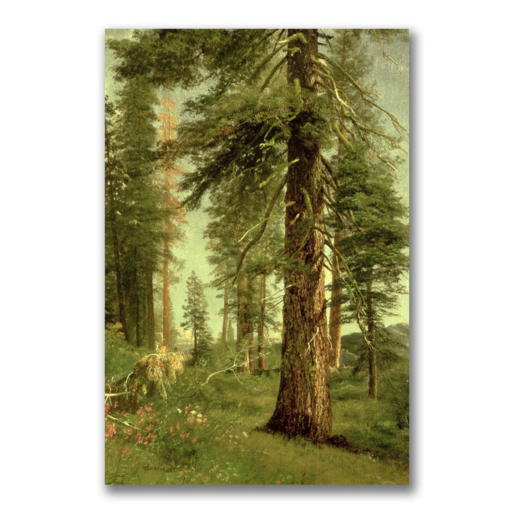 Albert Biersdant California Redwoods Canvas Art 16 x 24 Image 1