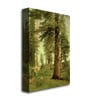 Albert Biersdant California Redwoods Canvas Art 16 x 24 Image 2