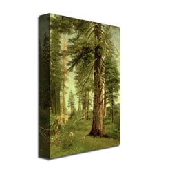 Albert Biersdant California Redwoods Canvas Art 16 x 24 Image 3