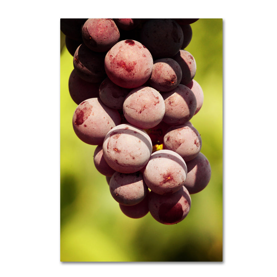 Jason Shaffer Homegrown Grapes Canvas Art 16 x 24 Image 1