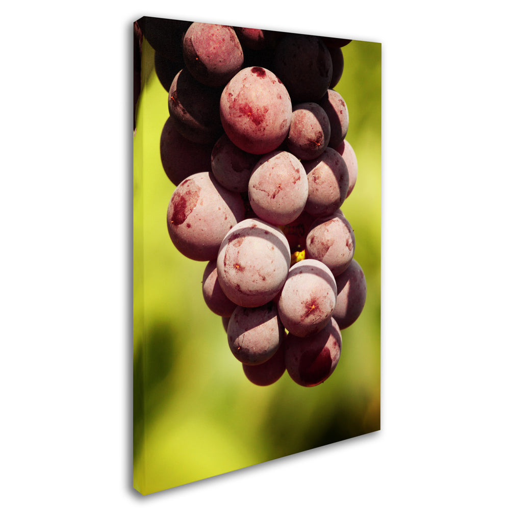Jason Shaffer Homegrown Grapes Canvas Art 16 x 24 Image 2