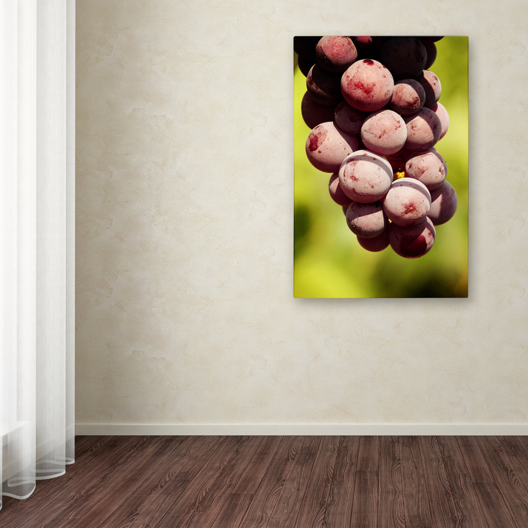 Jason Shaffer Homegrown Grapes Canvas Art 16 x 24 Image 3