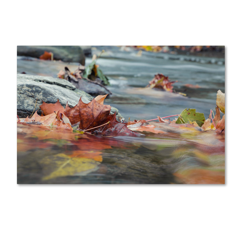 Jason Shaffer Maple Creek Canvas Art 16 x 24 Image 1