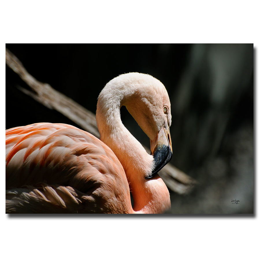Lois Bryan The Sacred Old Flamingoes Canvas Art 16 x 24 Image 1
