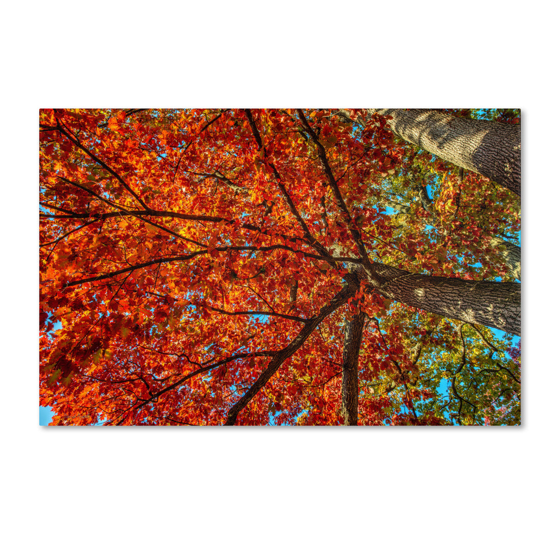 David Ayash York Fall-II Canvas Art 16 x 24 Image 1