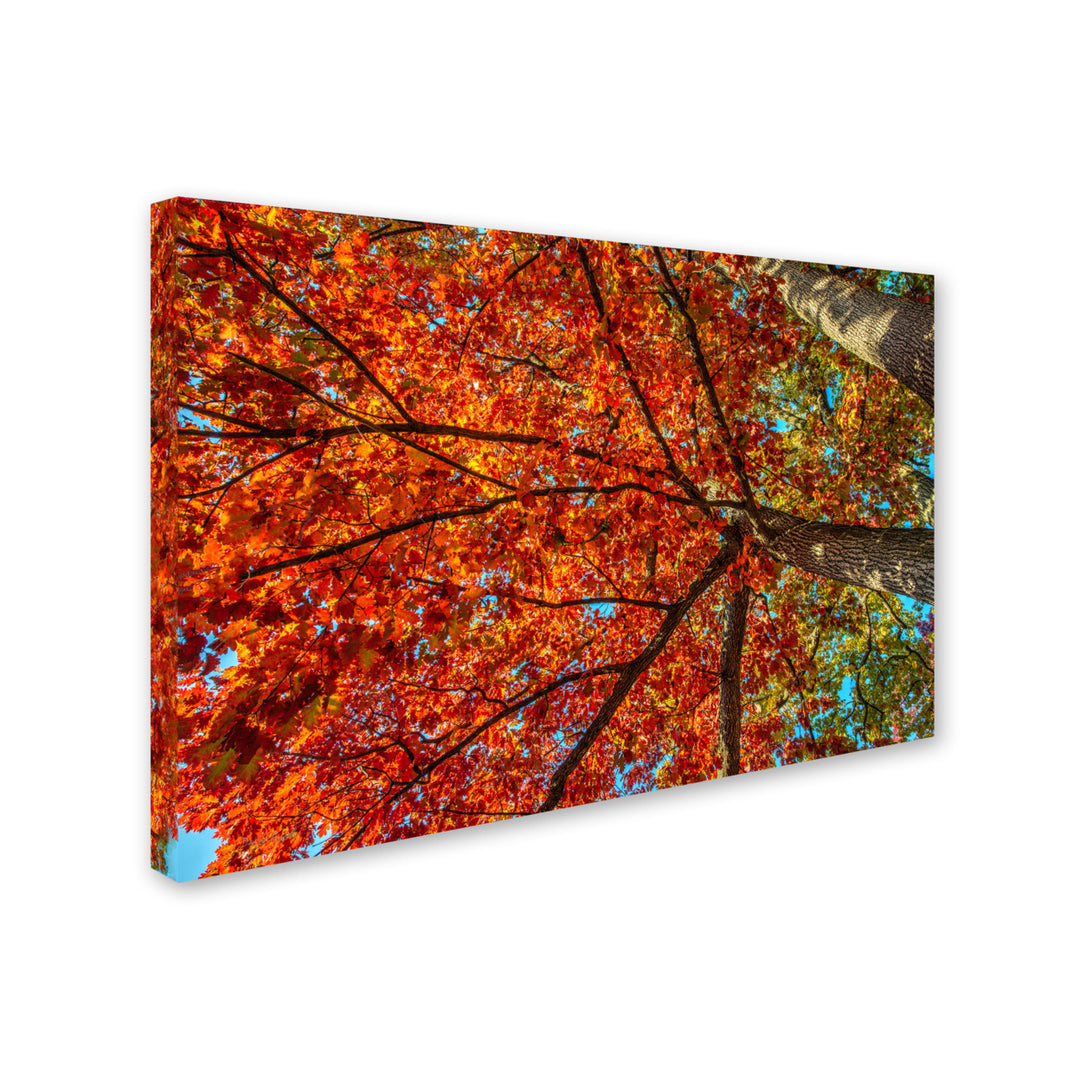 David Ayash  York Fall-II Canvas Art 16 x 24 Image 2