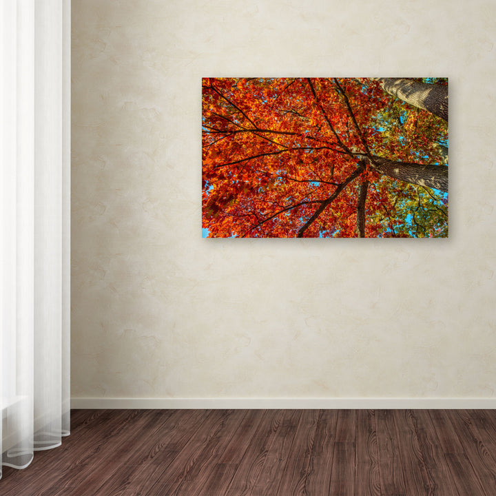 David Ayash York Fall-II Canvas Art 16 x 24 Image 3