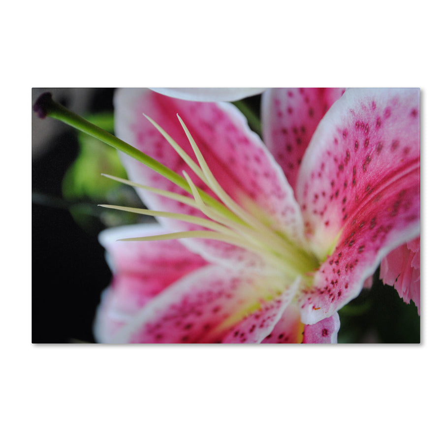 Monica Fleet Pink Flower Canvas Art 16 x 24 Image 1