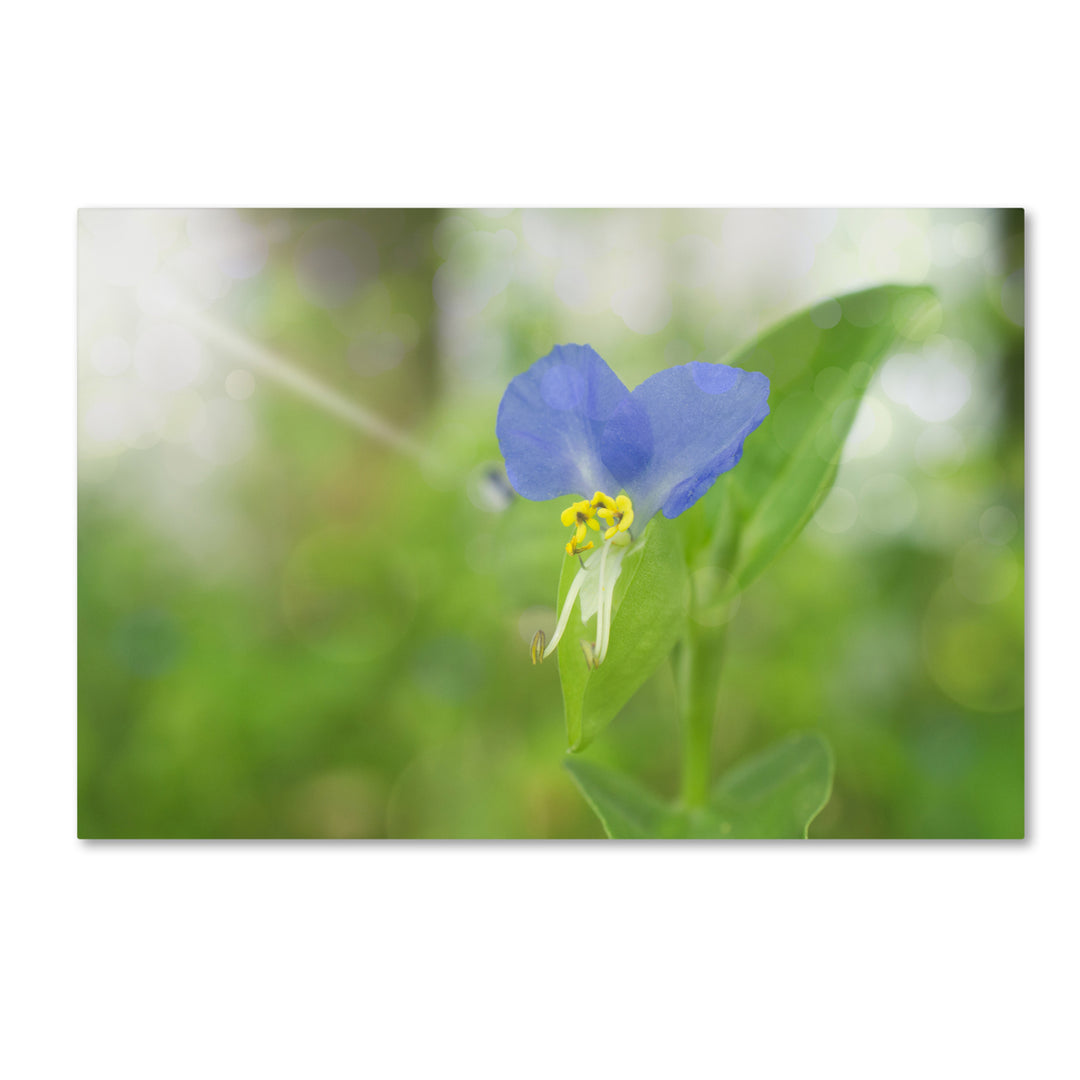 PIPA Fine Art Asiatic Dayflower Canvas Art 16 x 24 Image 1