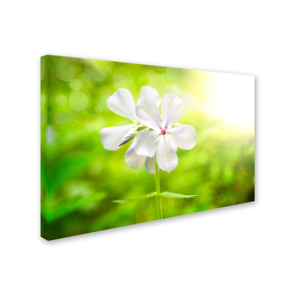 PIPA Fine Art Beauty of the Forest Floor Canvas Art 16 x 24 Image 2