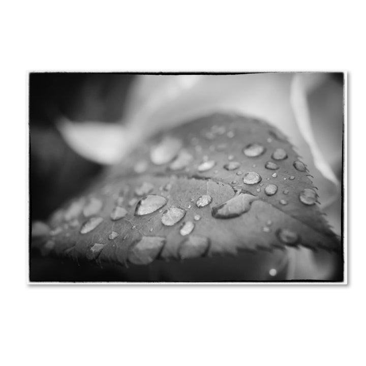 PIPA Fine Art Dew on Leaf of Rose Plant Canvas Art 16 x 24 Image 1