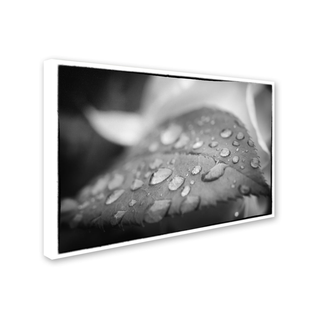 PIPA Fine Art Dew on Leaf of Rose Plant Canvas Art 16 x 24 Image 2