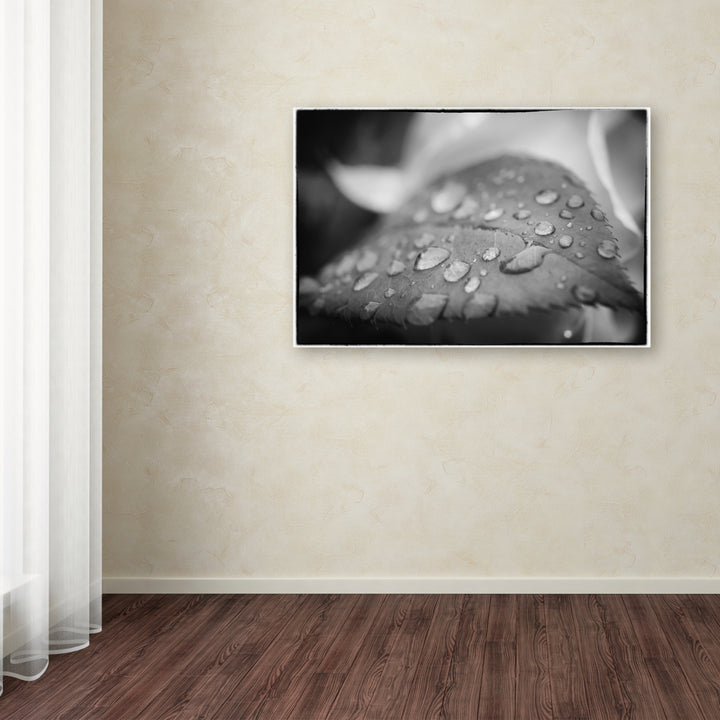 PIPA Fine Art Dew on Leaf of Rose Plant Canvas Art 16 x 24 Image 3