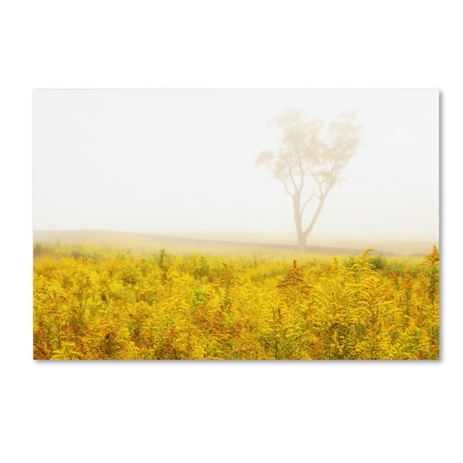 PIPA Fine Art Dreams of Goldenrod and Fog Canvas Art 16 x 24 Image 1