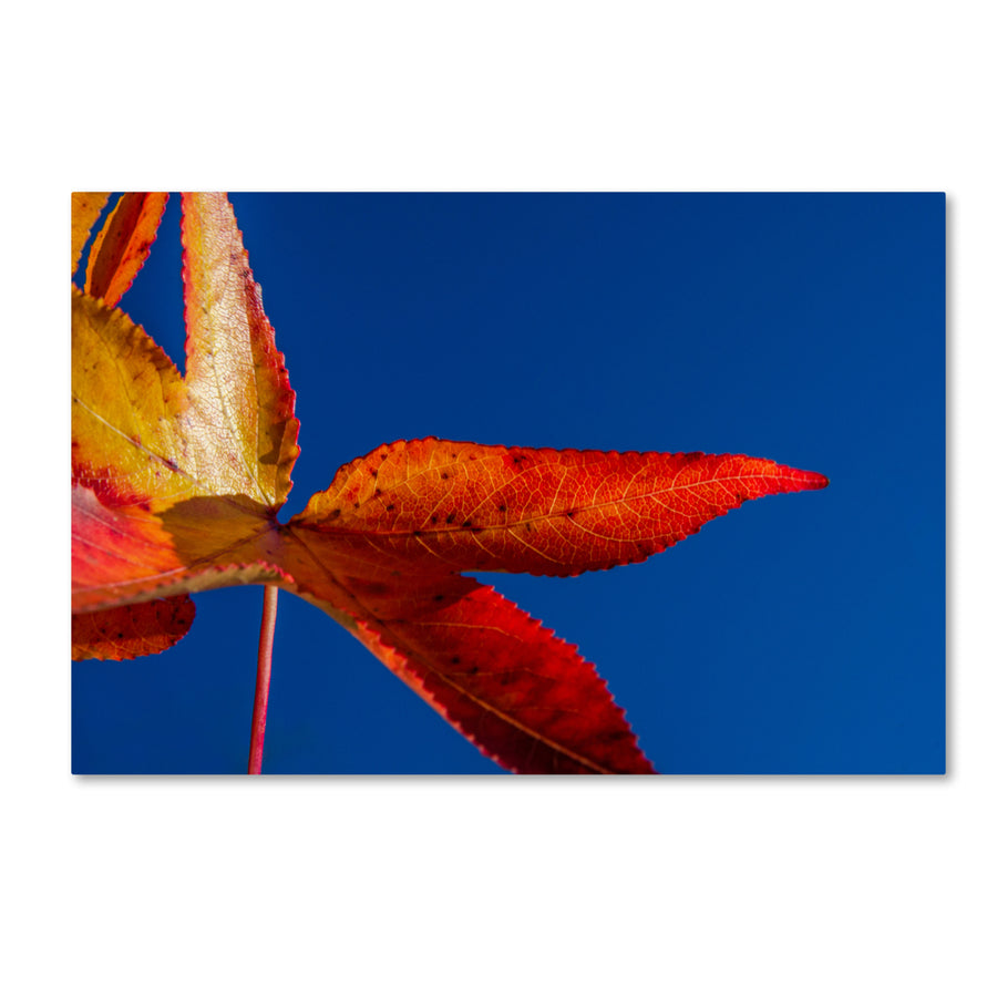 PIPA Fine Art Fall Colors Canvas Art 16 x 24 Image 1