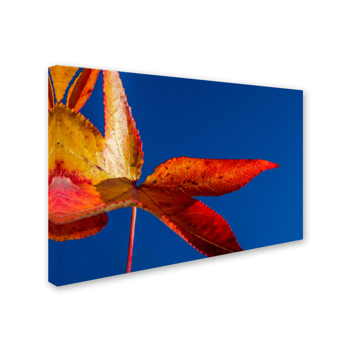 PIPA Fine Art Fall Colors Canvas Art 16 x 24 Image 2