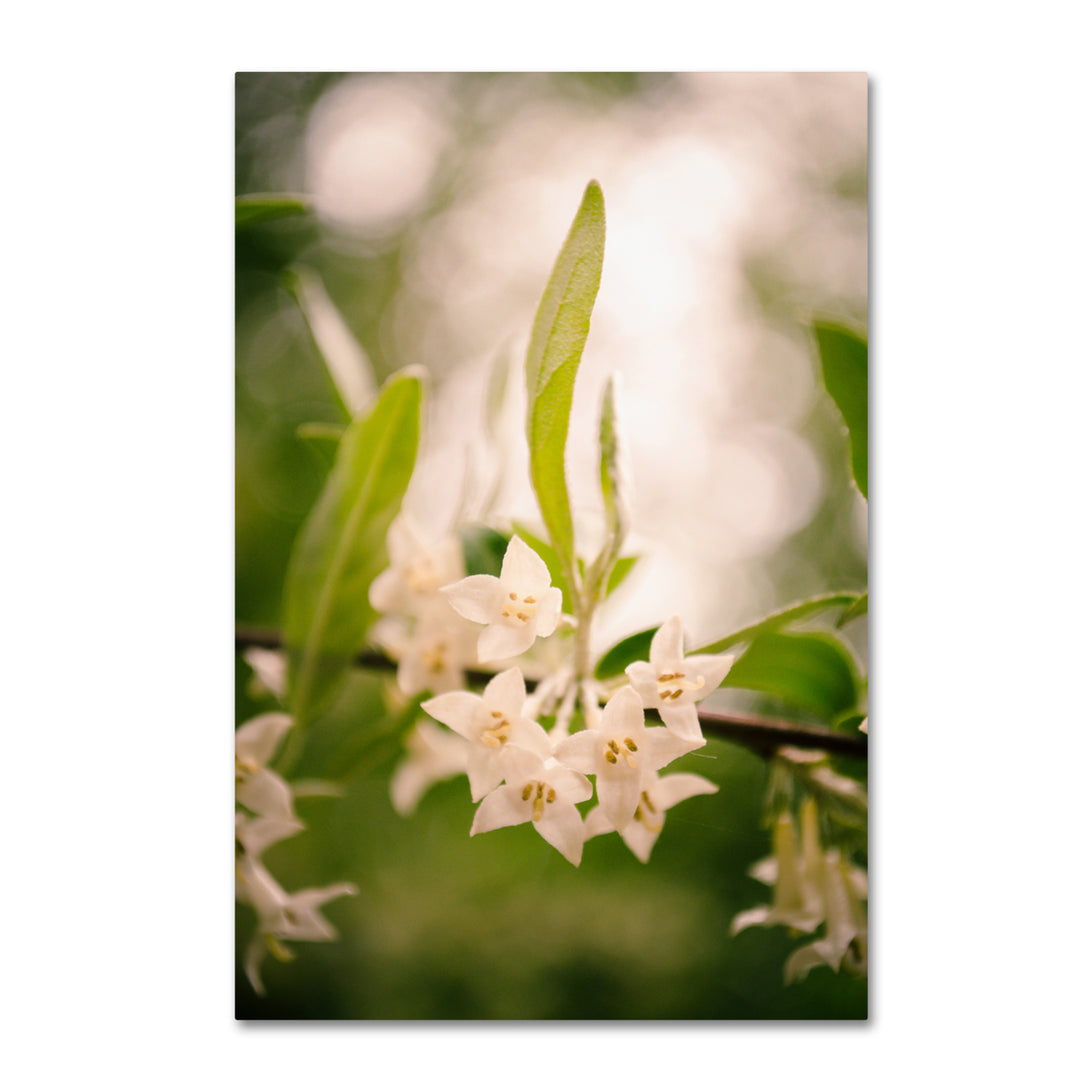 PIPA Fine Art Floral Tranquility Canvas Art 16 x 24 Image 1