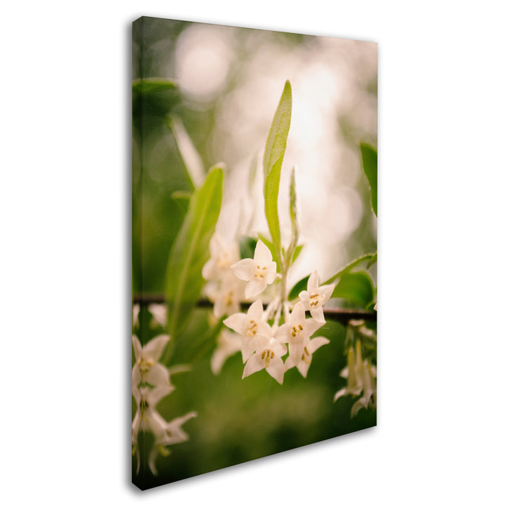 PIPA Fine Art Floral Tranquility Canvas Art 16 x 24 Image 2