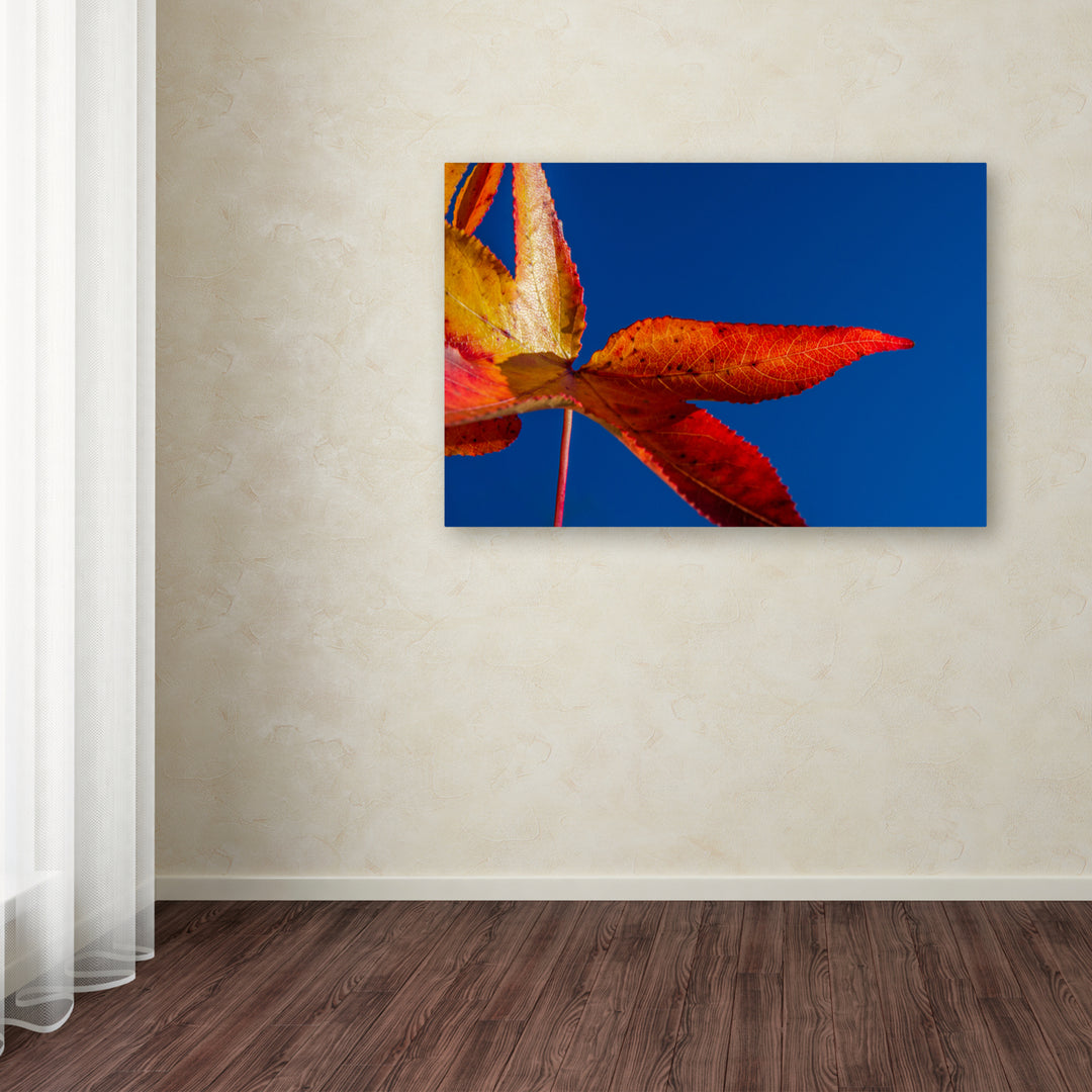 PIPA Fine Art Fall Colors Canvas Art 16 x 24 Image 3