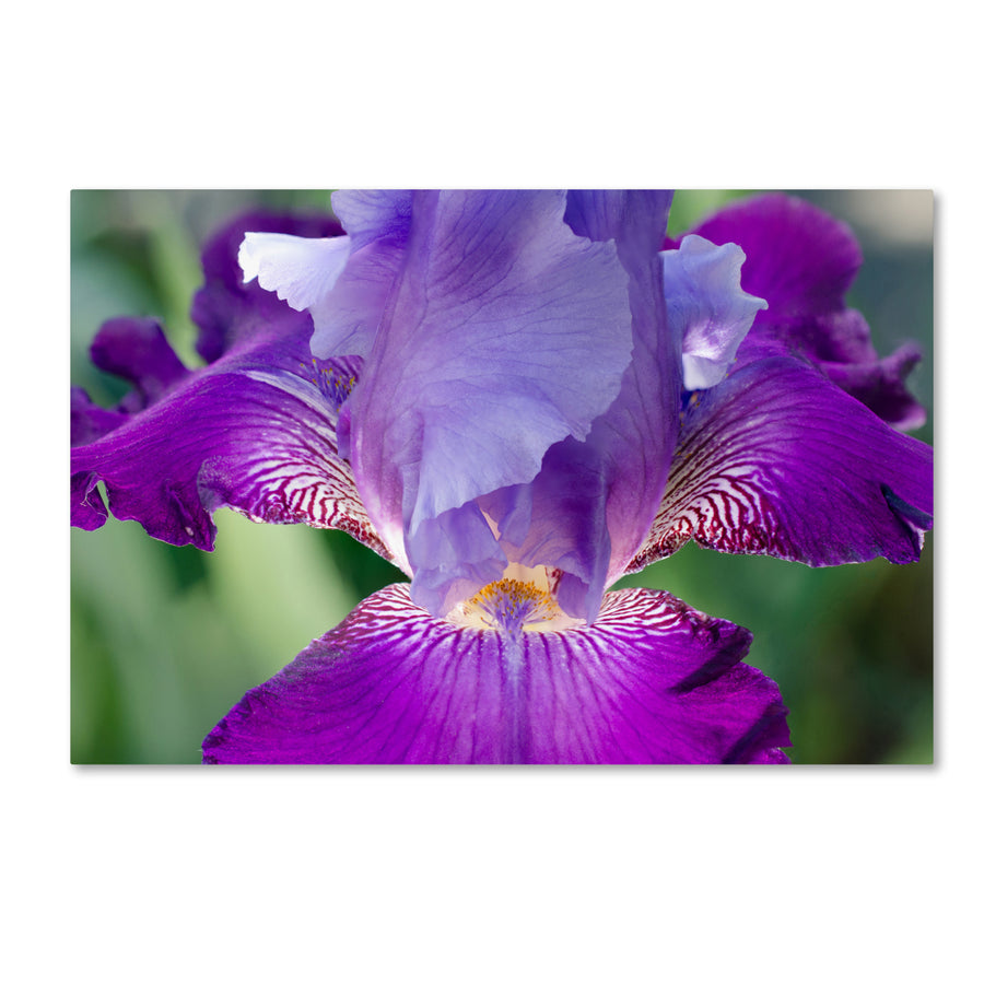 PIPA Fine Art Glowing Iris Canvas Art 16 x 24 Image 1