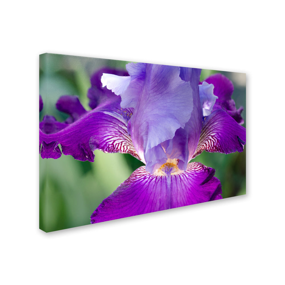 PIPA Fine Art Glowing Iris Canvas Art 16 x 24 Image 2