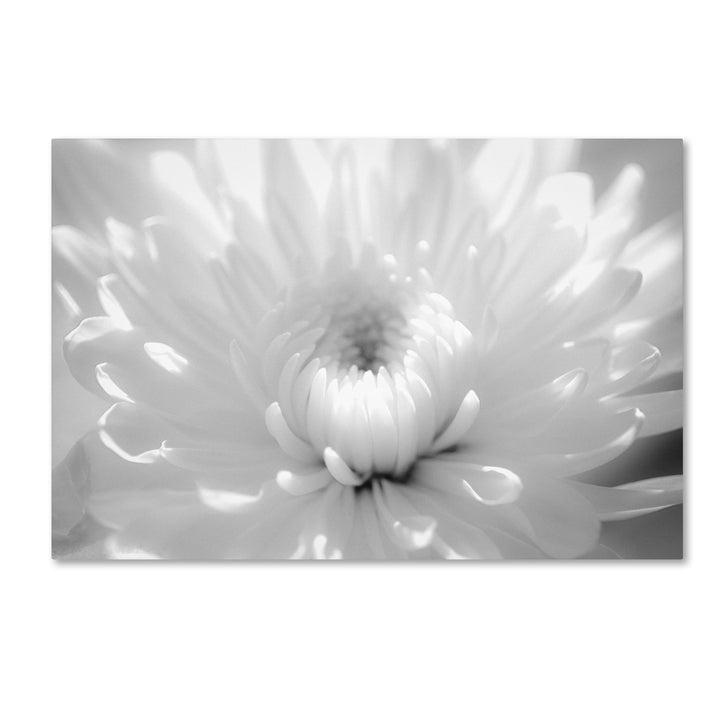 PIPA Fine Art Infrared Flower 2 Canvas Art 16 x 24 Image 1