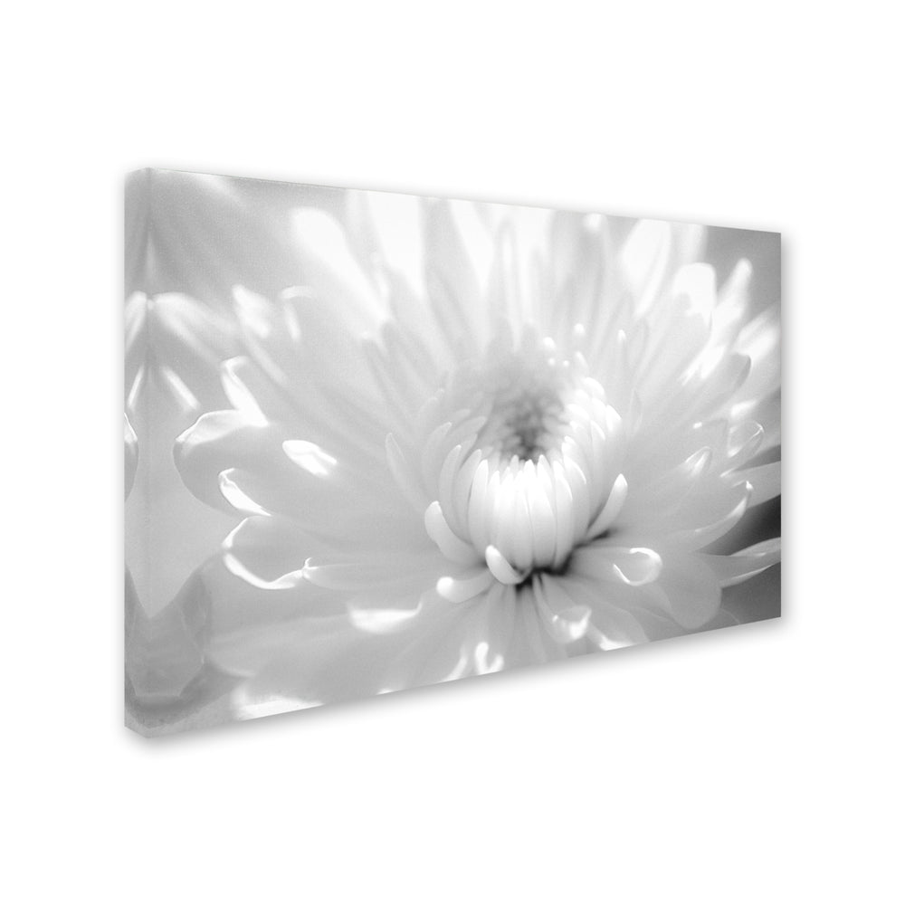 PIPA Fine Art Infrared Flower 2 Canvas Art 16 x 24 Image 2