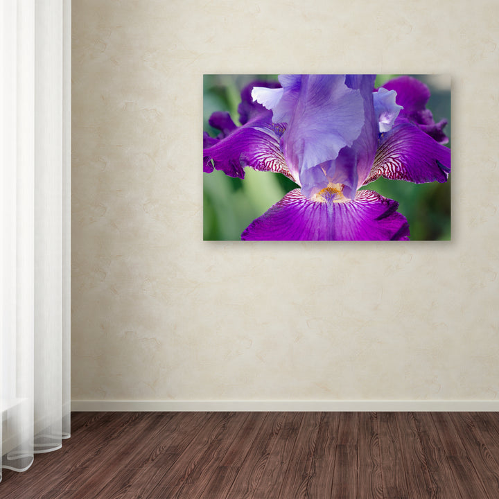 PIPA Fine Art Glowing Iris Canvas Art 16 x 24 Image 3