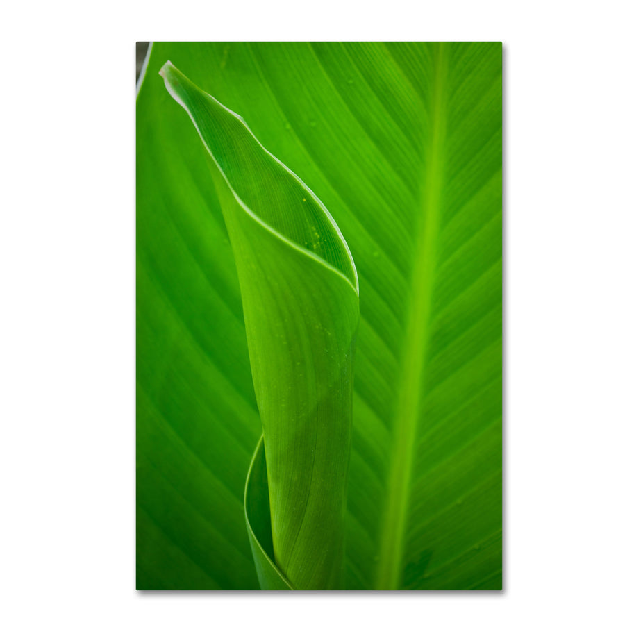 PIPA Fine Art Leaves Canna Lily Canvas Art 16 x 24 Image 1