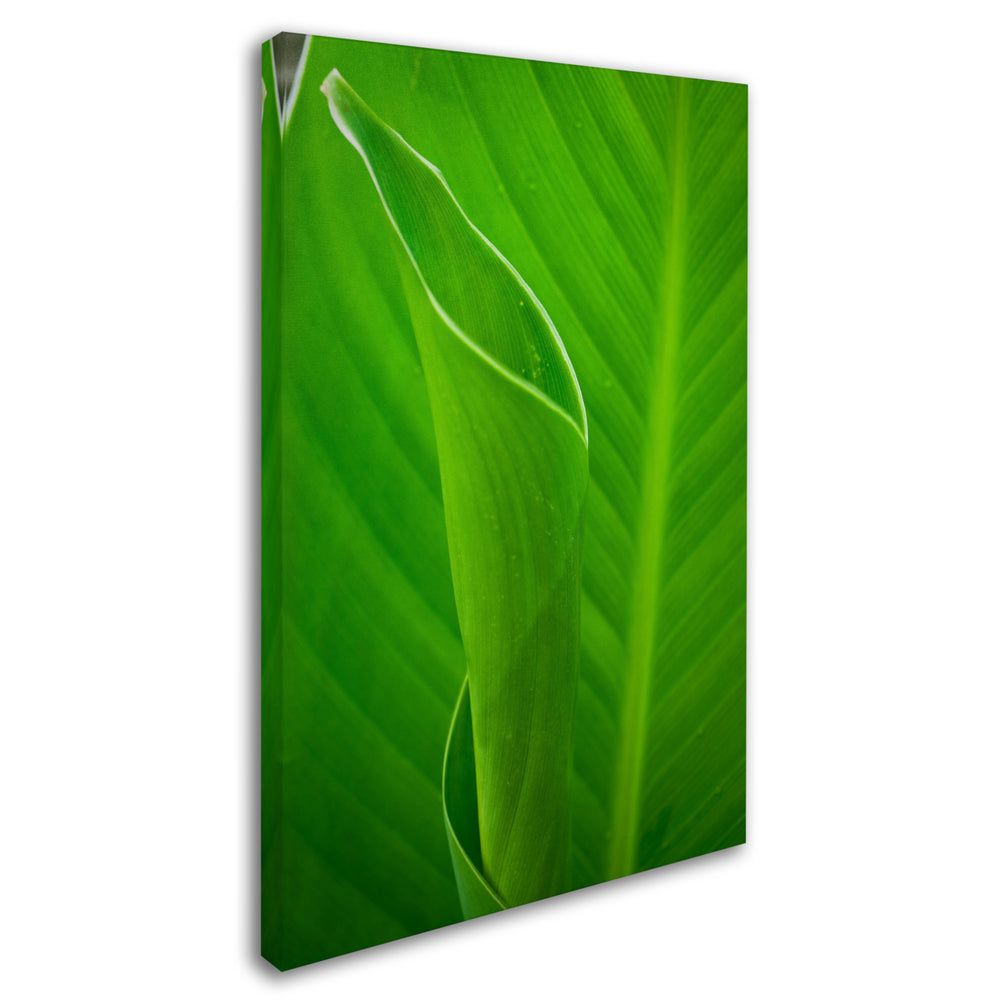 PIPA Fine Art Leaves Canna Lily Canvas Art 16 x 24 Image 2