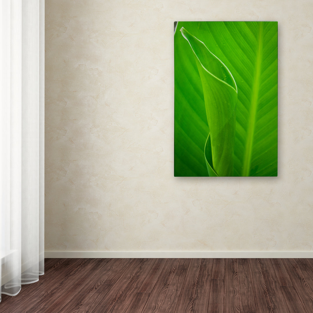 PIPA Fine Art Leaves Canna Lily Canvas Art 16 x 24 Image 3