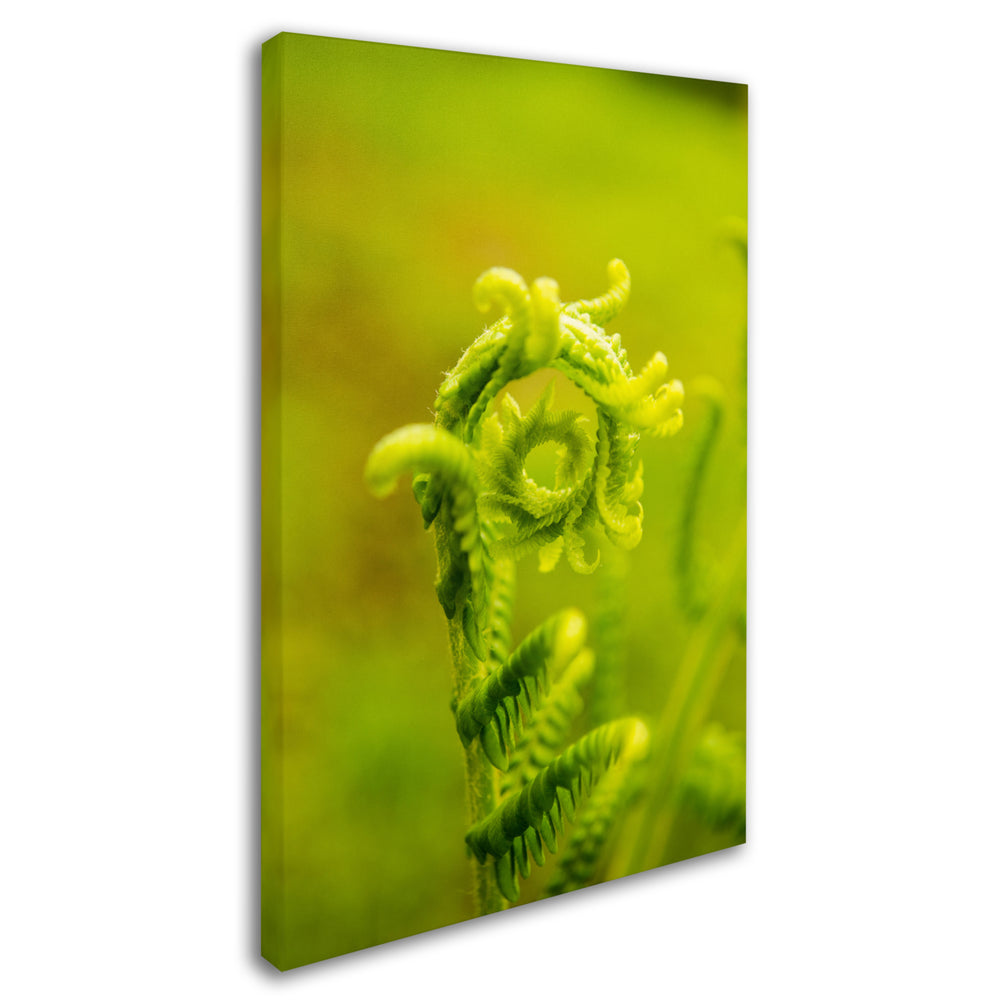 PIPA Fine Art Natures Perfection Canvas Art 16 x 24 Image 2