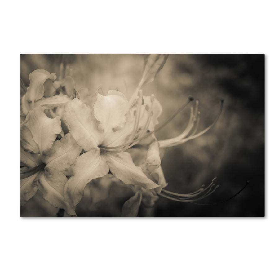 PIPA Fine Art Sepia Aged Rhododendron Blooms Canvas Art 16 x 24 Image 1