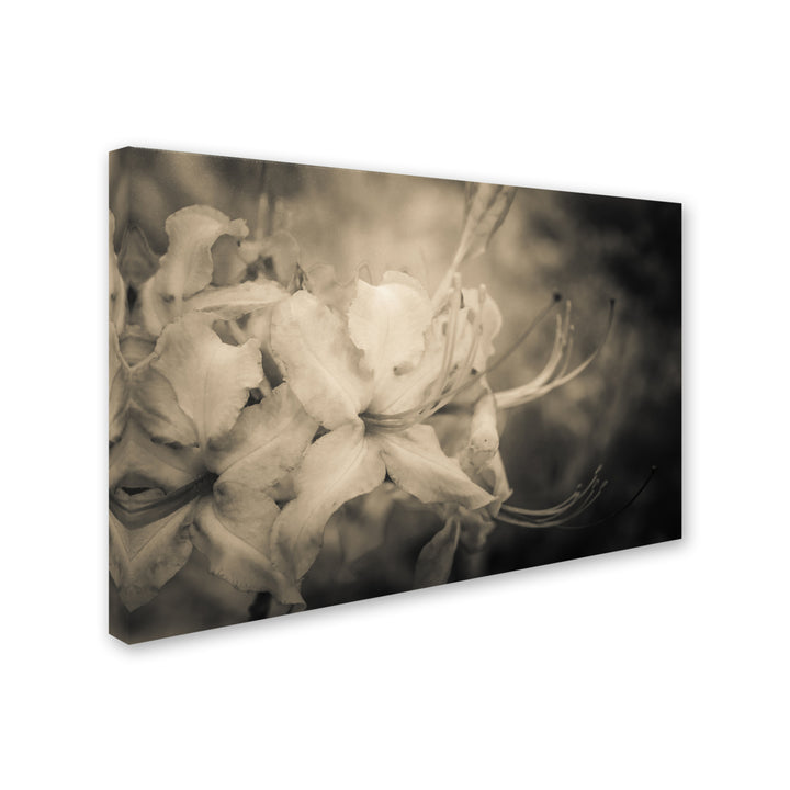 PIPA Fine Art Sepia Aged Rhododendron Blooms Canvas Art 16 x 24 Image 2