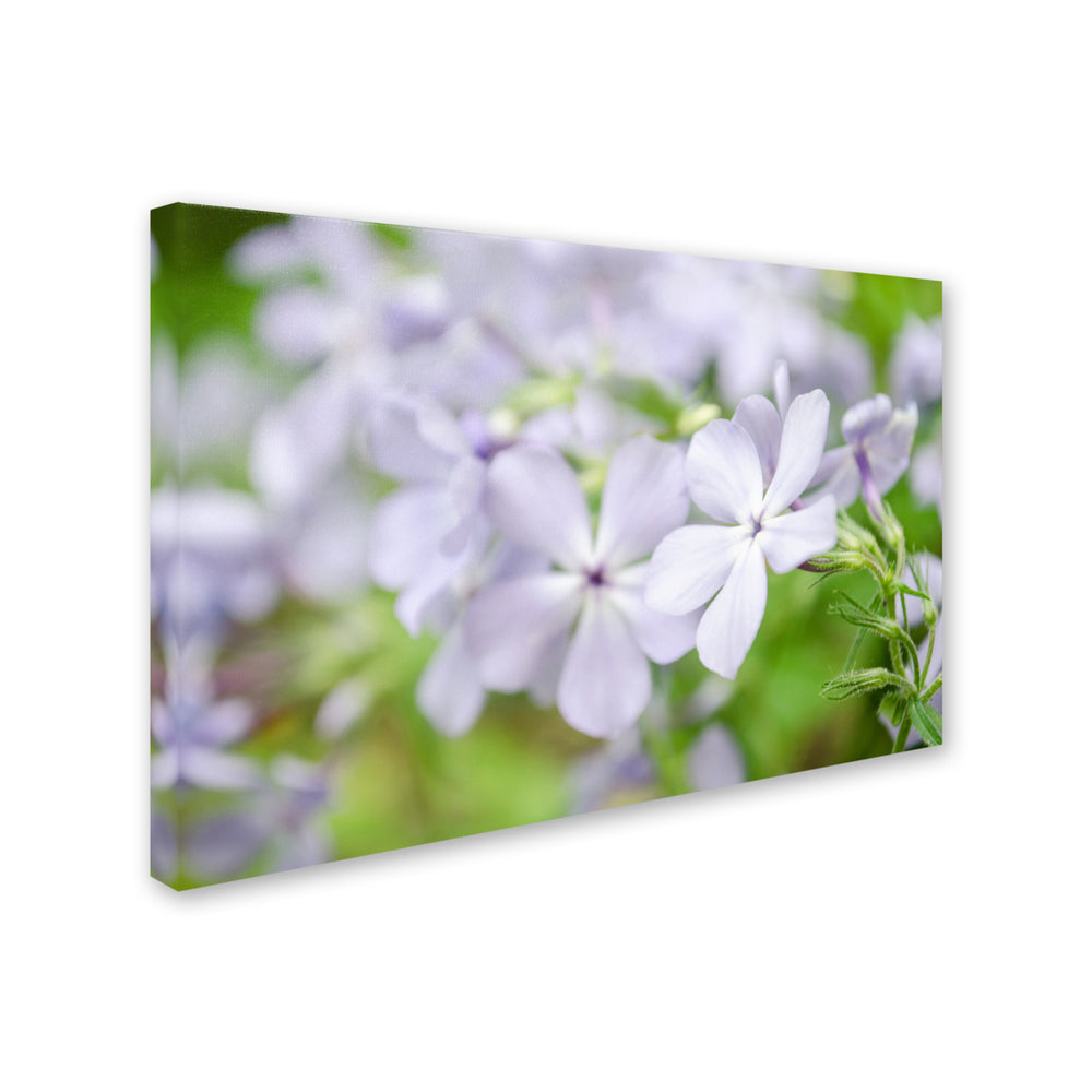 PIPA Fine Art Soft Focus Phlox Carolina Canvas Art 16 x 24 Image 2