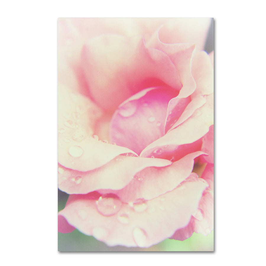 PIPA Fine Art Softened Rose Canvas Art 16 x 24 Image 1