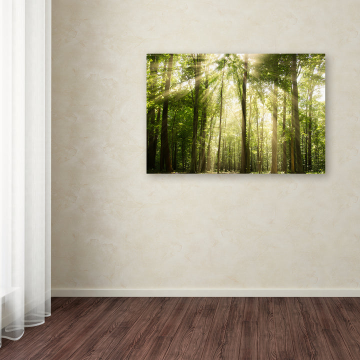 PIPA Fine Art Sunrays Through Treetops Canvas Art 16 x 24 Image 3