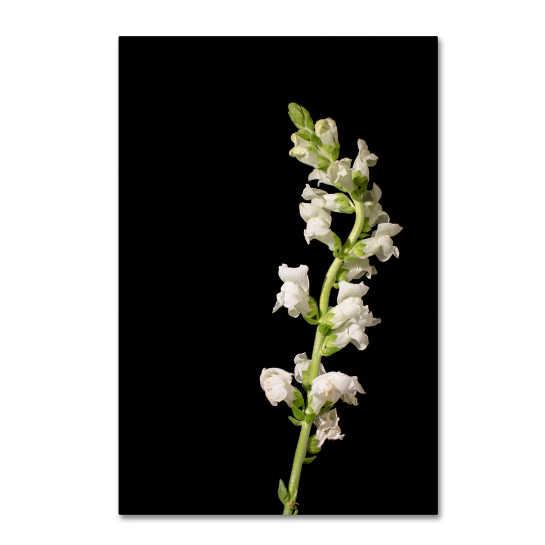 PIPA Fine Art White Snapdragons Against Black Background Canvas Art 16 x 24 Image 1