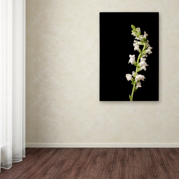 PIPA Fine Art White Snapdragons Against Black Background Canvas Art 16 x 24 Image 3