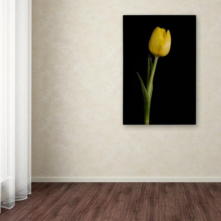 PIPA Fine Art Yellow Tulip Black Background 5 Canvas Art 16 x 24 Image 3