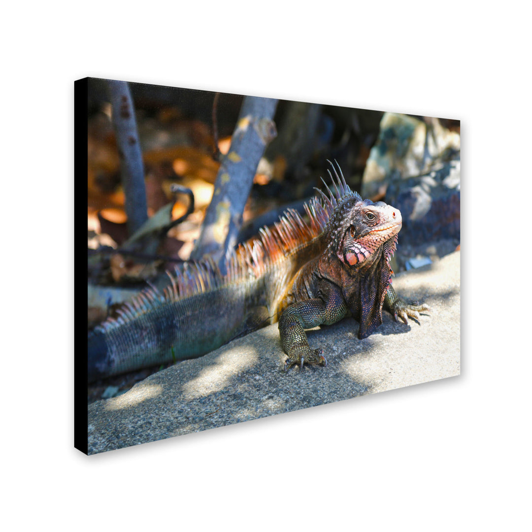 CATeyes Virgin Islands 6 Canvas Art 16 x 24 Image 2