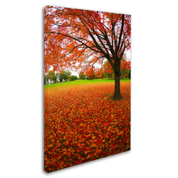 CATeyes Autumn Expressions Canvas Art 16 x 24 Image 2